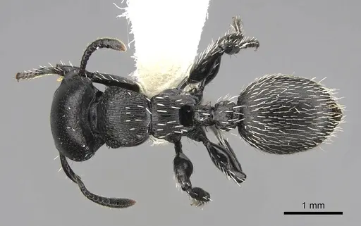 Procryptocerus impressus - CASENT0922623