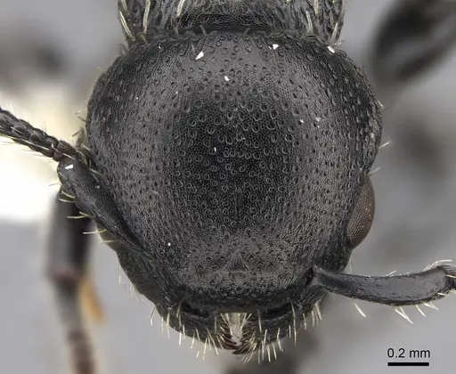 Procryptocerus impressus - CASENT0922623