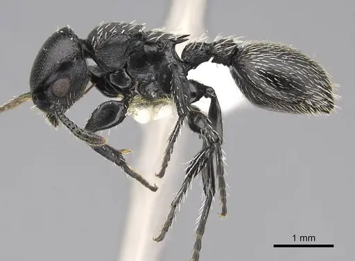 Procryptocerus impressus - CASENT0922623