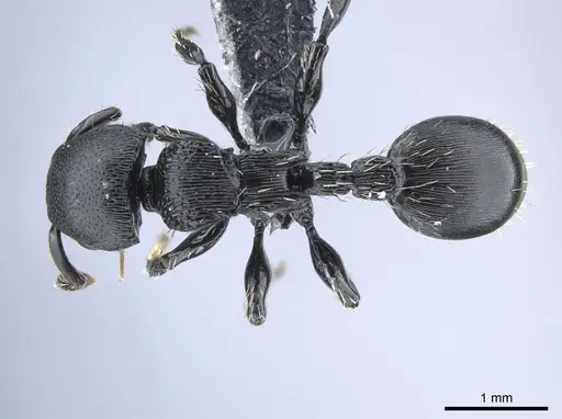Procryptocerus kempfi specimen