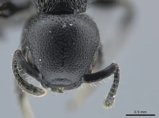 Procryptocerus kempfi specimen