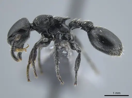 Procryptocerus kempfi specimen