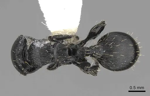 Procryptocerus kempfi - LACMENT141595