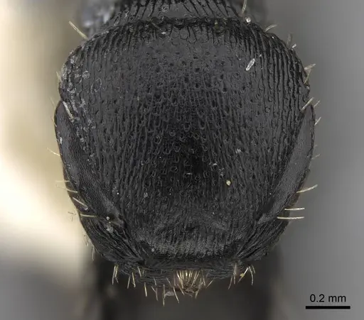 Procryptocerus kempfi - LACMENT141595