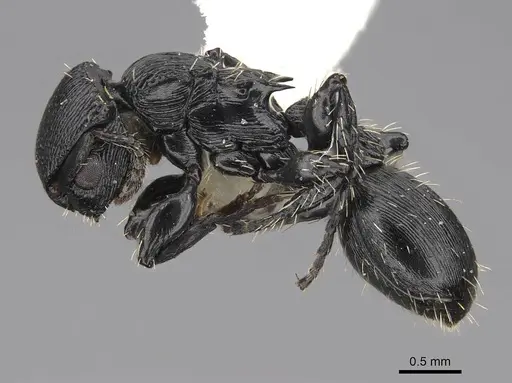 Procryptocerus kempfi - LACMENT141595