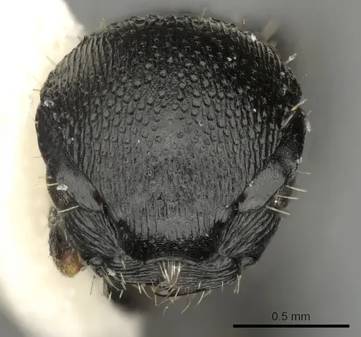 Procryptocerus kempfi - LACMENT141601