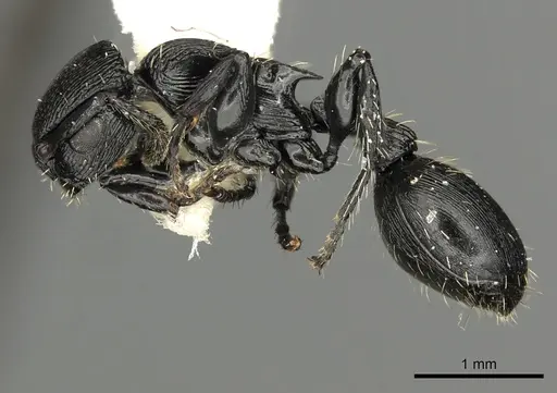 Procryptocerus kempfi - LACMENT141601