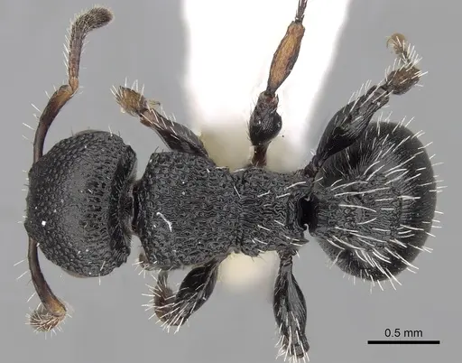 Procryptocerus lepidus specimen