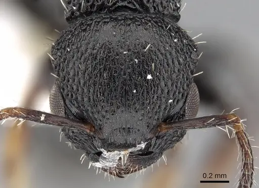 Procryptocerus lepidus specimen