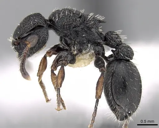 Procryptocerus lepidus specimen