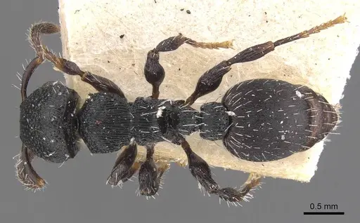 Procryptocerus lepidus - CASENT0909258