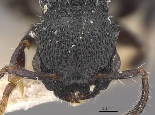 Procryptocerus lepidus - CASENT0909258