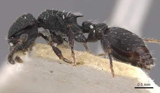 Procryptocerus lepidus - CASENT0909258