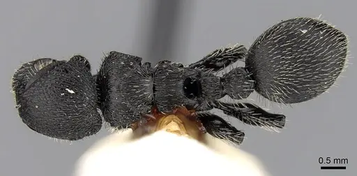 Procryptocerus marginatus specimen