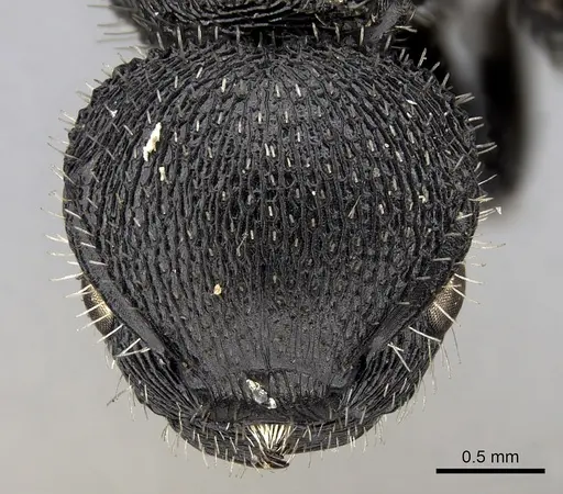 Procryptocerus marginatus specimen