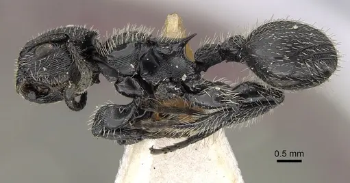 Procryptocerus marginatus specimen