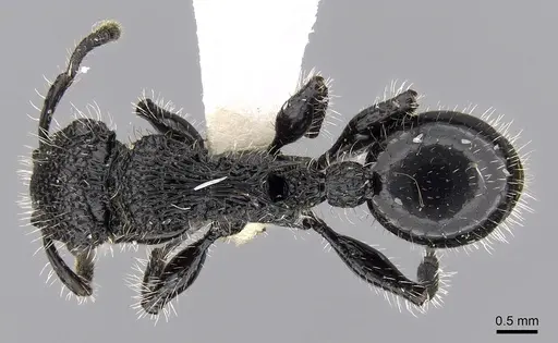 Procryptocerus mayri specimen