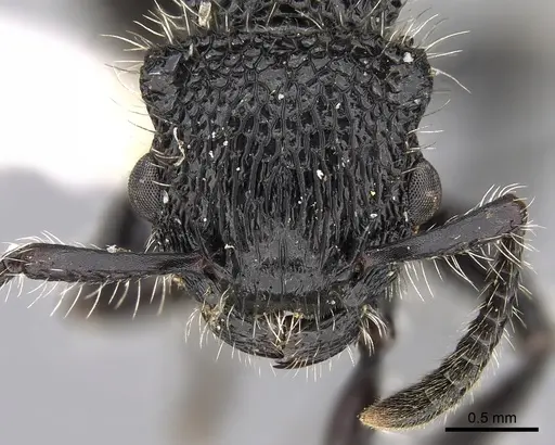 Procryptocerus mayri specimen