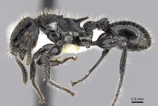 Procryptocerus mayri specimen