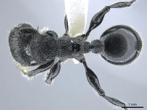 Procryptocerus mayri - CASENT0631795