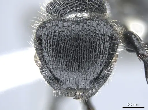 Procryptocerus mayri - CASENT0631795