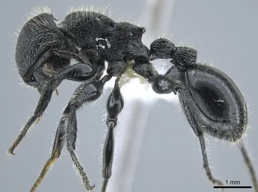 Procryptocerus mayri - CASENT0631795