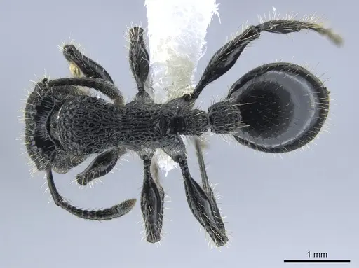 Procryptocerus mayri - CASENT0648621