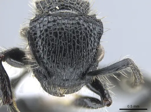 Procryptocerus mayri - CASENT0648621