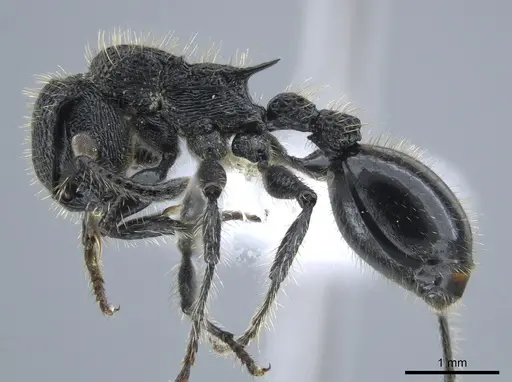 Procryptocerus mayri - CASENT0648621