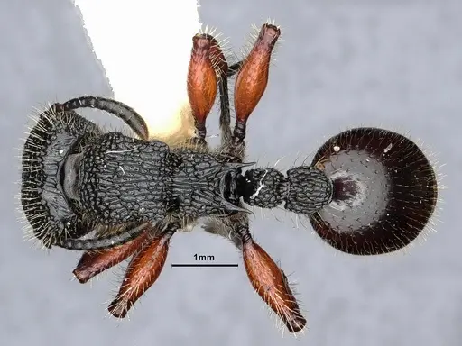 Procryptocerus mayri - CASENT0884224