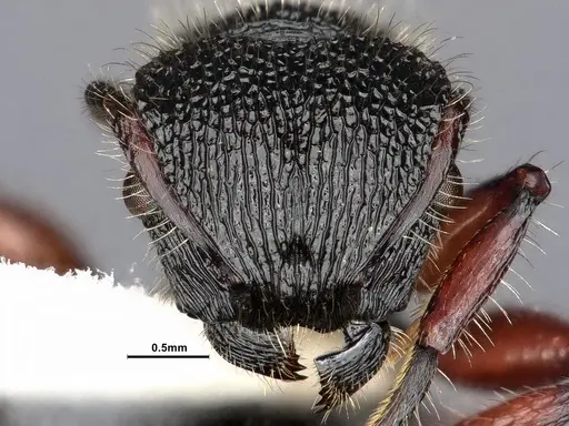 Procryptocerus mayri - CASENT0884224