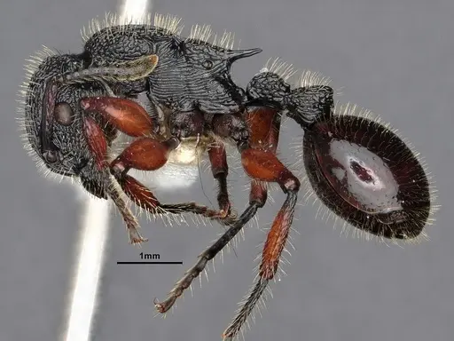 Procryptocerus mayri - CASENT0884224