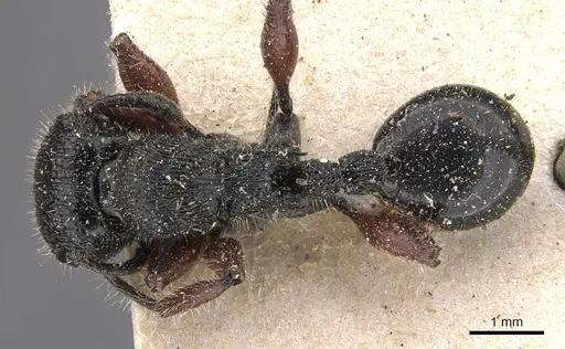 Procryptocerus mayri - CASENT0909249