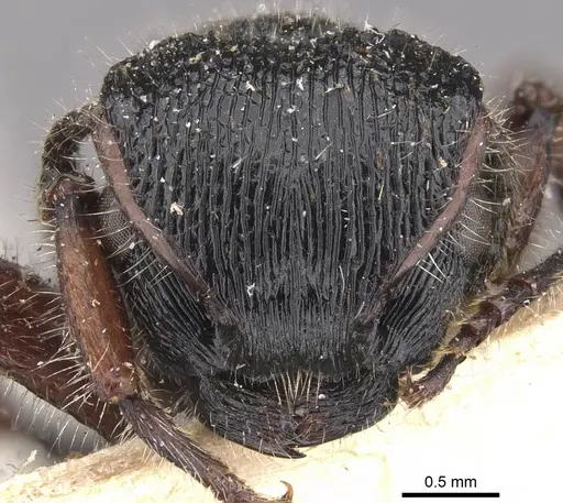 Procryptocerus mayri - CASENT0909249