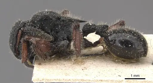 Procryptocerus mayri - CASENT0909249