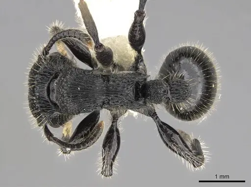 Procryptocerus mayri - CASENT0922621