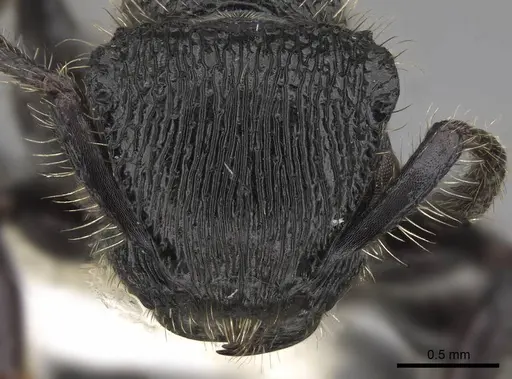 Procryptocerus mayri - CASENT0922621