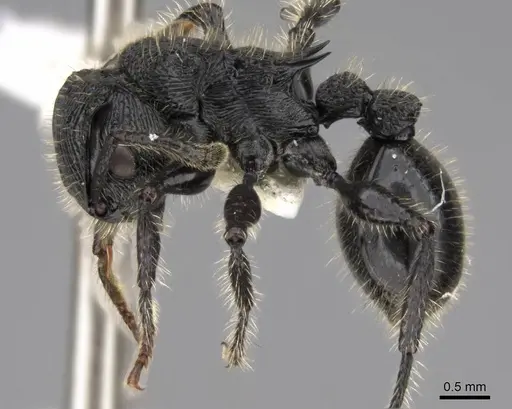 Procryptocerus mayri - CASENT0922621