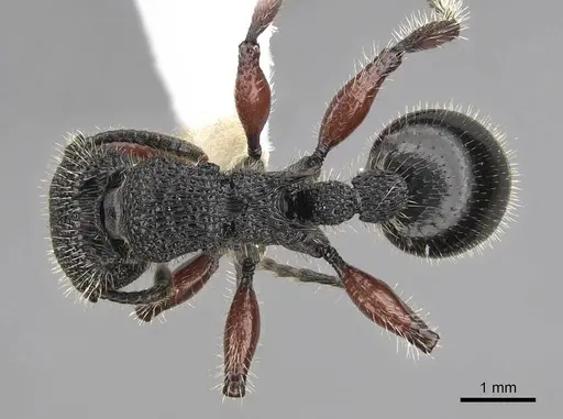 Procryptocerus mayri - CASENT0922622