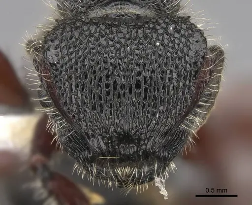 Procryptocerus mayri - CASENT0922622