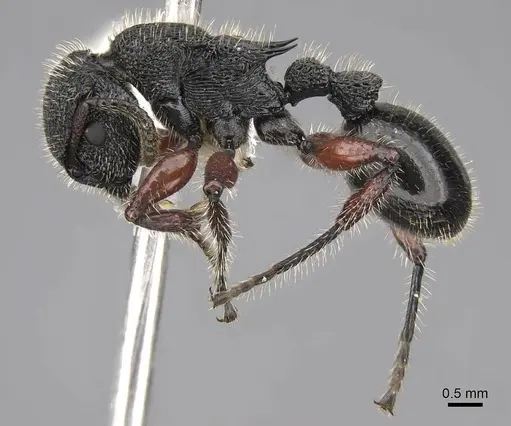 Procryptocerus mayri - CASENT0922622