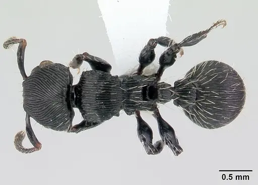 Procryptocerus montanus specimen