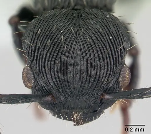 Procryptocerus montanus specimen