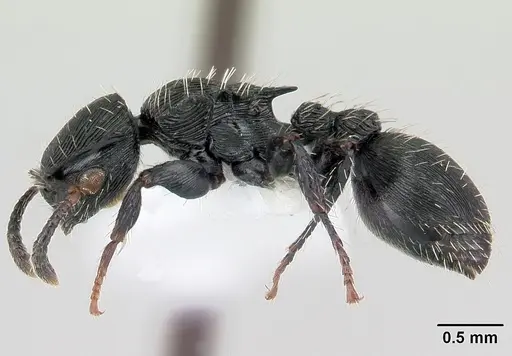 Procryptocerus montanus specimen