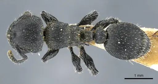 Procryptocerus montanus - CASENT0905906