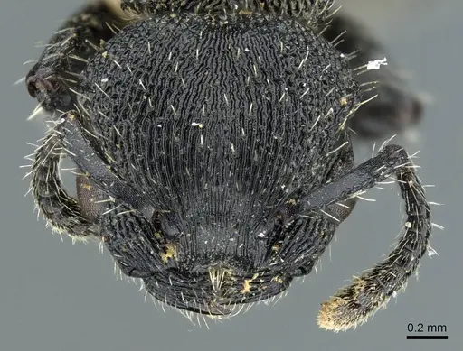 Procryptocerus montanus - CASENT0905906