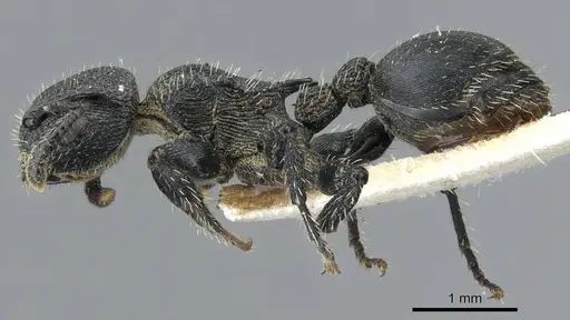 Procryptocerus montanus - CASENT0905906