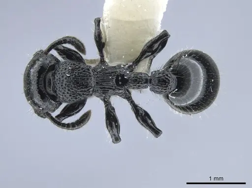 Procryptocerus nalini specimen