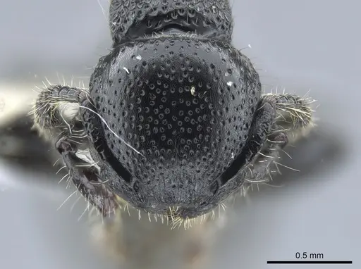 Procryptocerus nalini specimen