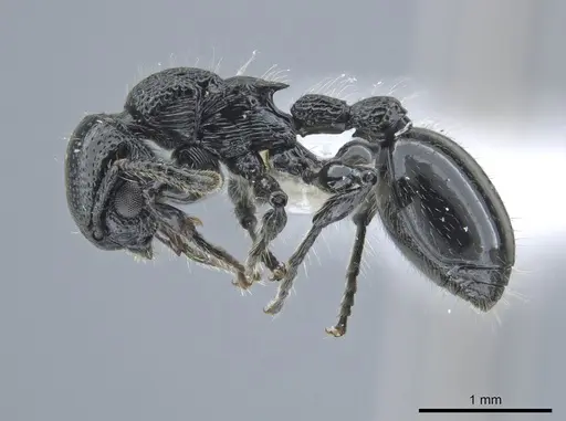 Procryptocerus nalini specimen